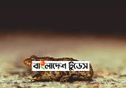 সড়কে লাখ লাখ ব্যাঙ