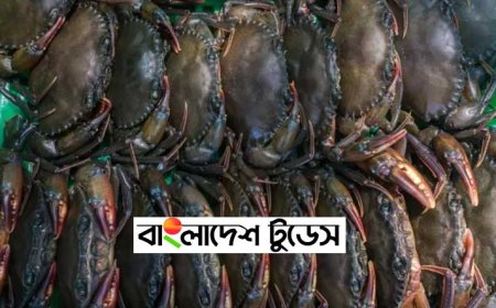 বাংলাদেশে রপ্তানির বড় উৎস হতে পারে ‘সফটশেল’ কাঁকড়া