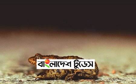সড়কে লাখ লাখ ব্যাঙ